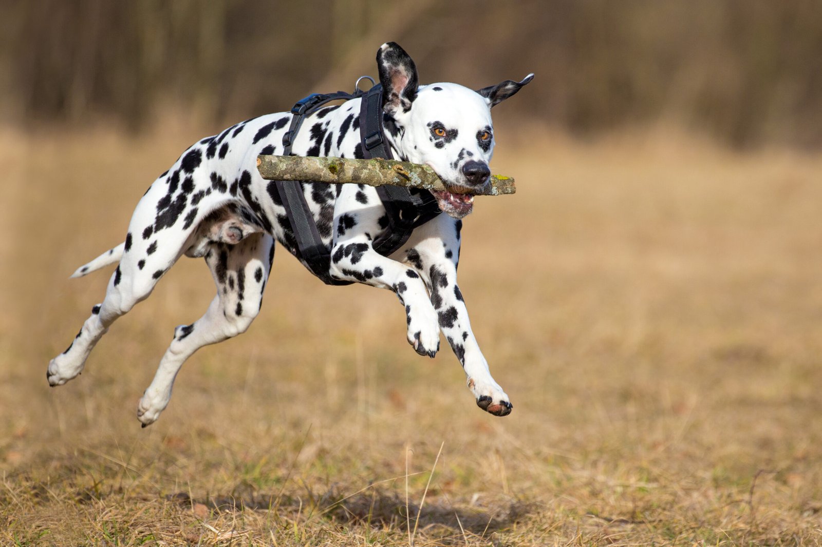 Dalmatians Are Hyper and Unpredictable (image credits: wikimedia)
