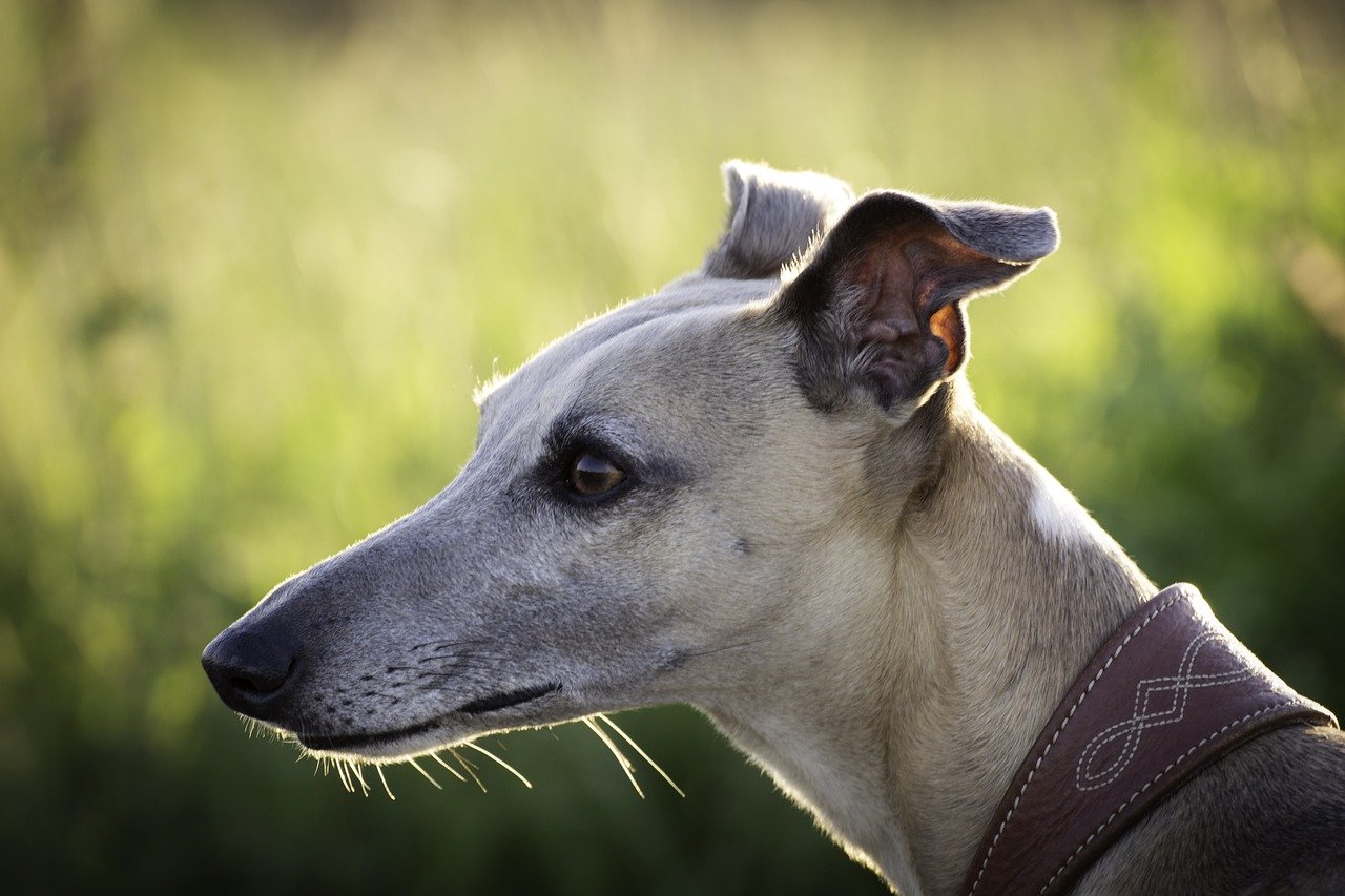 Greyhound (image credits: pixabay)