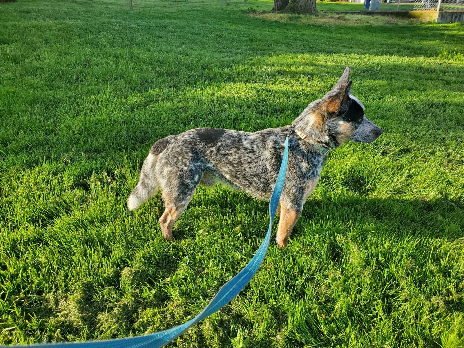 Australian Cattle Dog (image credits: wikimedia)