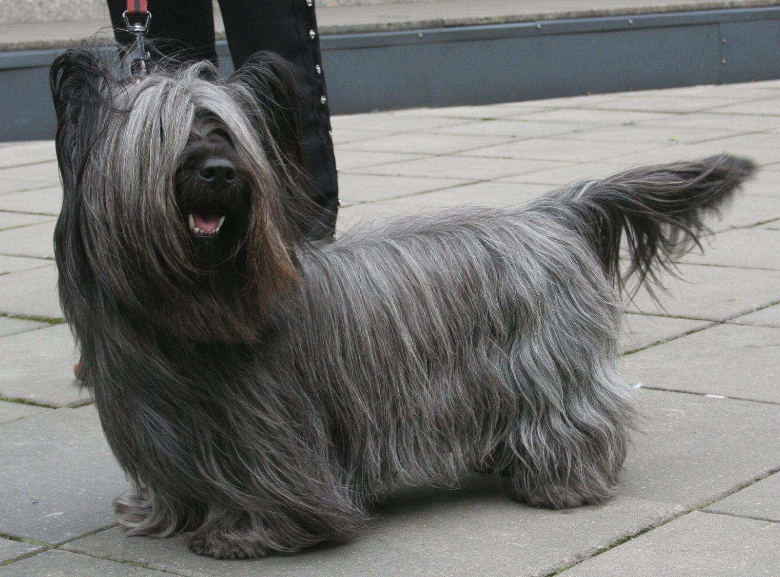 Skye Terrier (image credits: wikimedia)