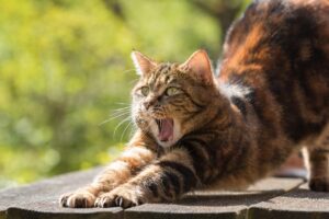 8 Weird Habits Cats Pick Up from Their Owners