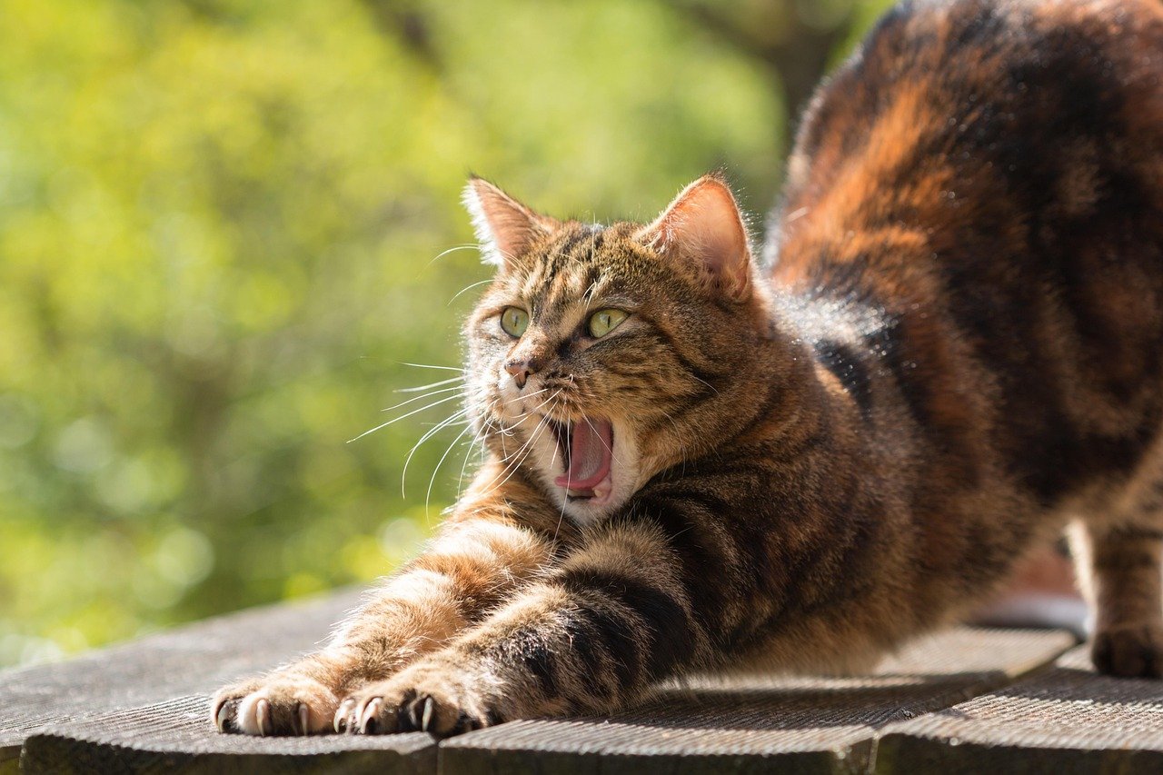 8 Weird Habits Cats Pick Up from Their Owners