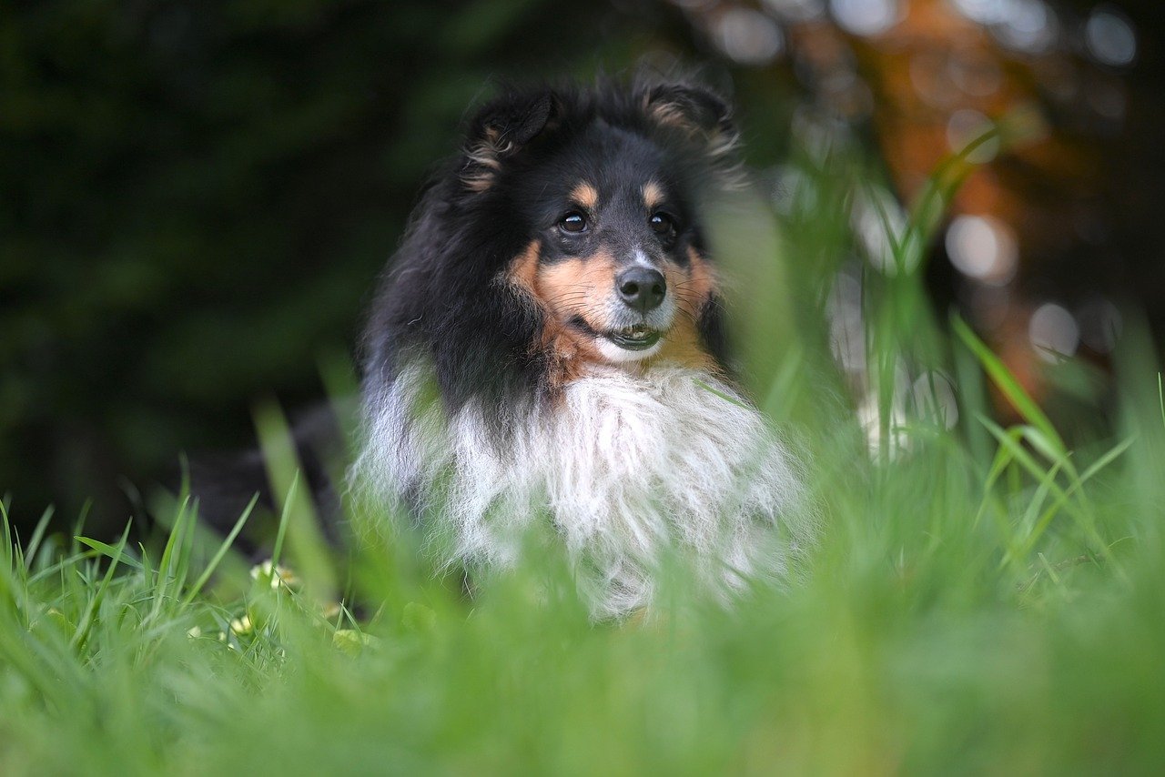 Constant Vigilance (image credits: pixabay)