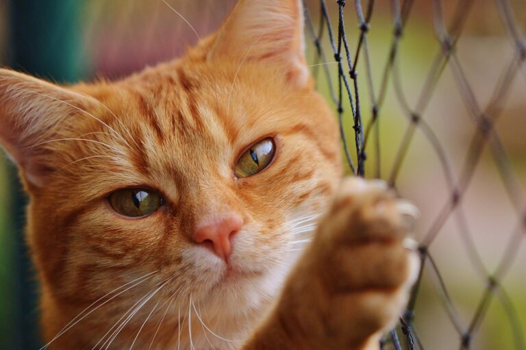 4 Signs Your Cat Needs More Play—and 4 Breeds Perfectly Content to Nap All Day