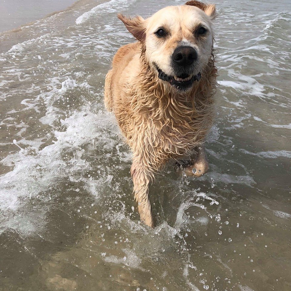 Golden Retriever (image credits: wikimedia)