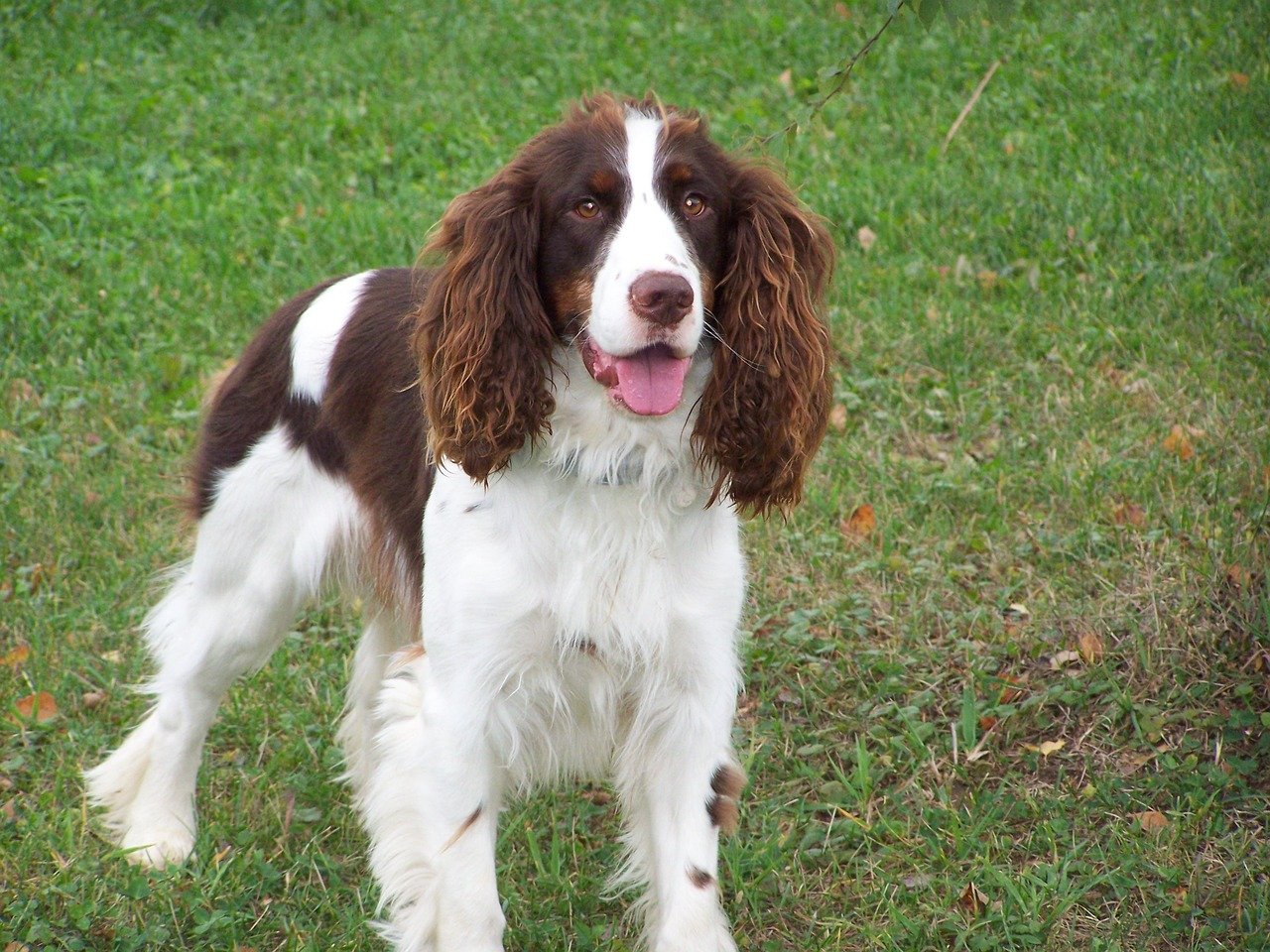 English Springer Spaniel (image credits: pixabay)