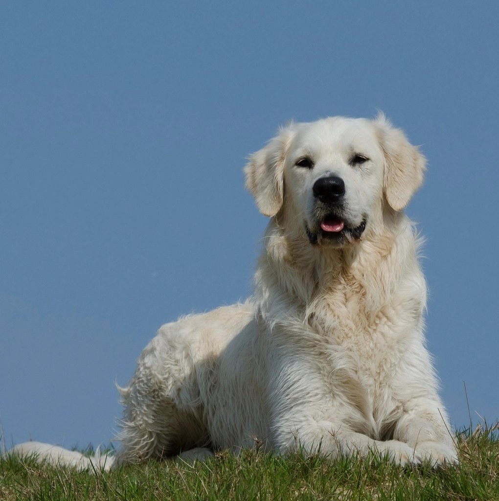 Golden Retriever: Happiness in Habits (image credits: rawpixel)