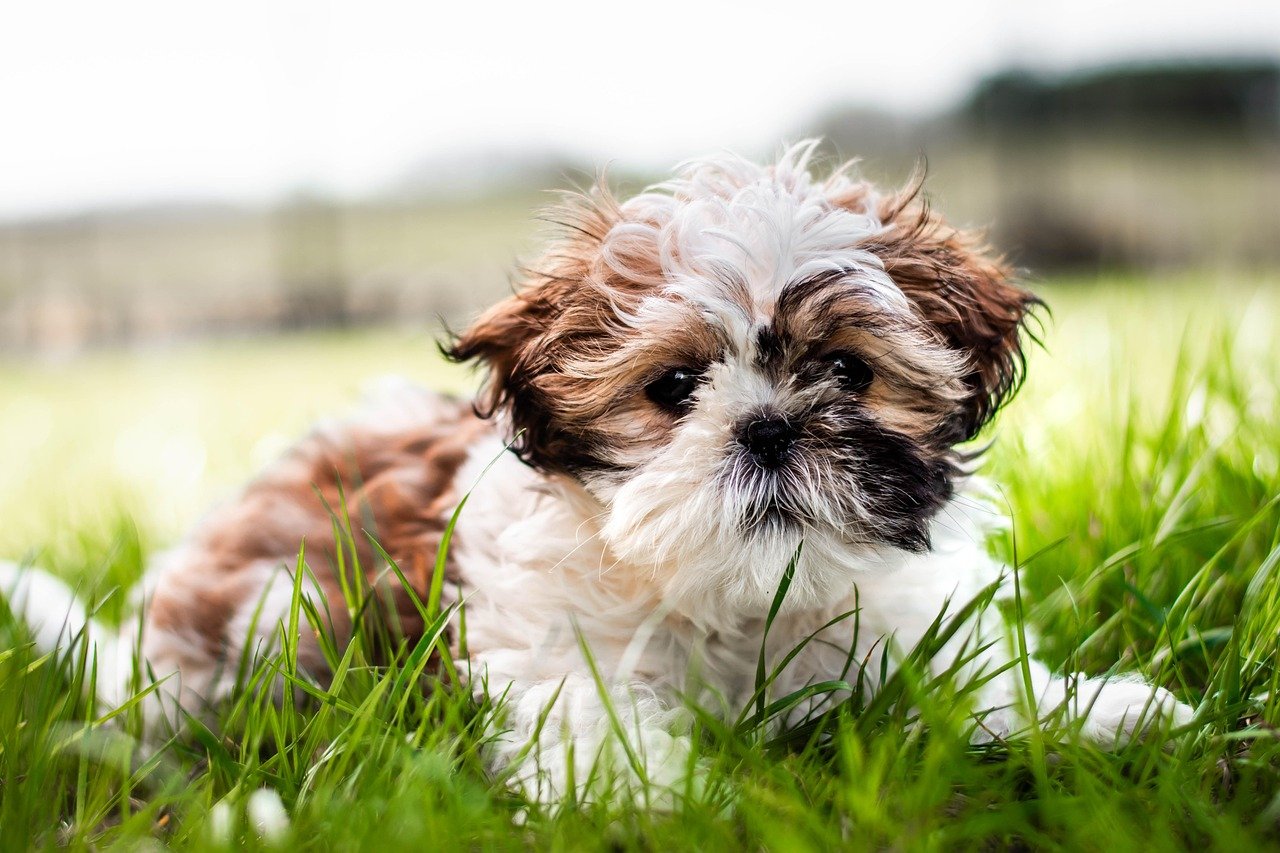 Shih Tzu: Comfort in Patterns (image credits: pixabay)