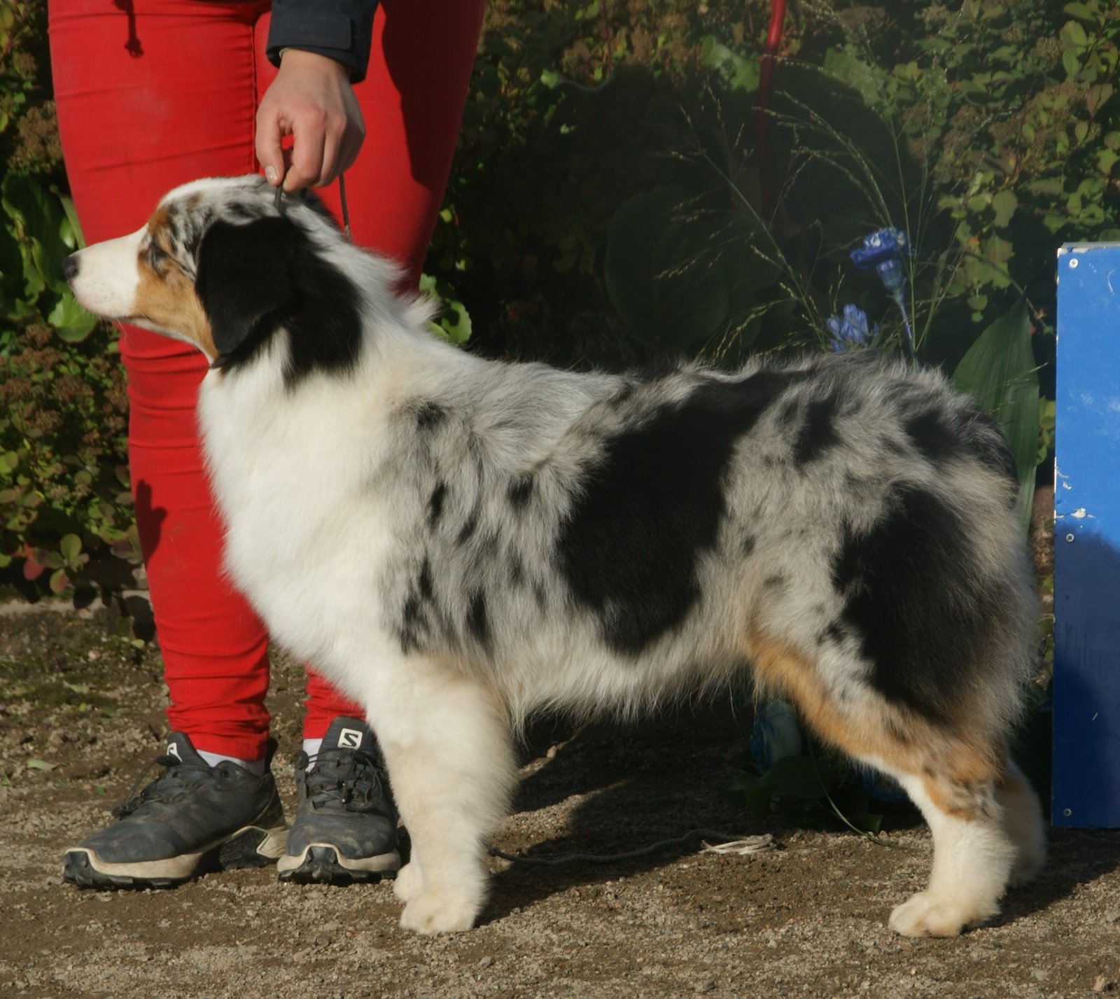 Australian Shepherd: Routine for the Restless (image credits: wikimedia)