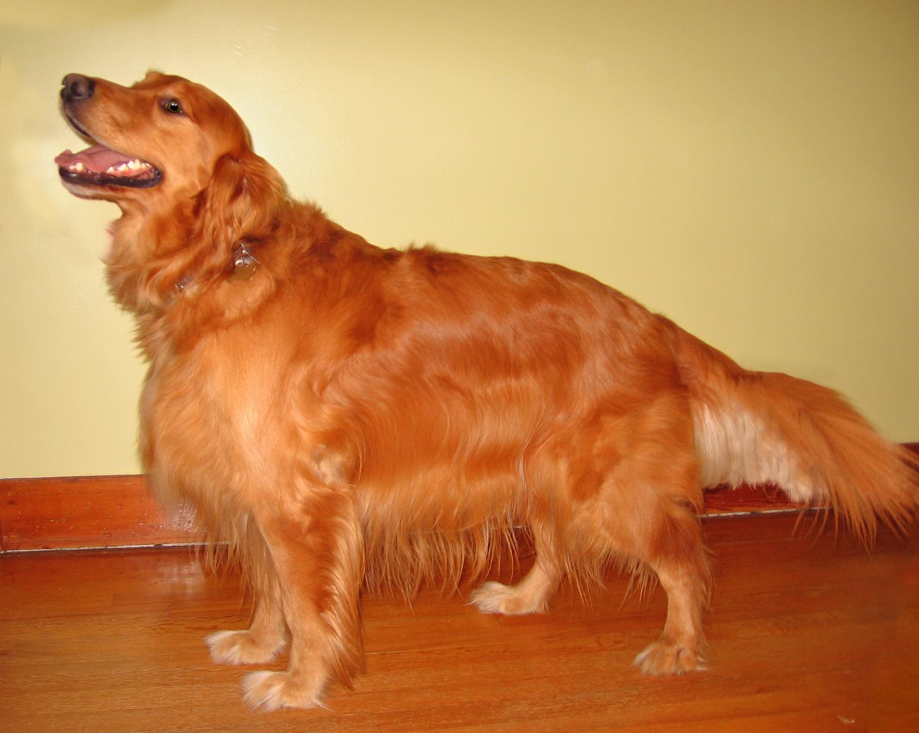 Golden Retriever: The Scottish Sporting Star (image credits: wikimedia)