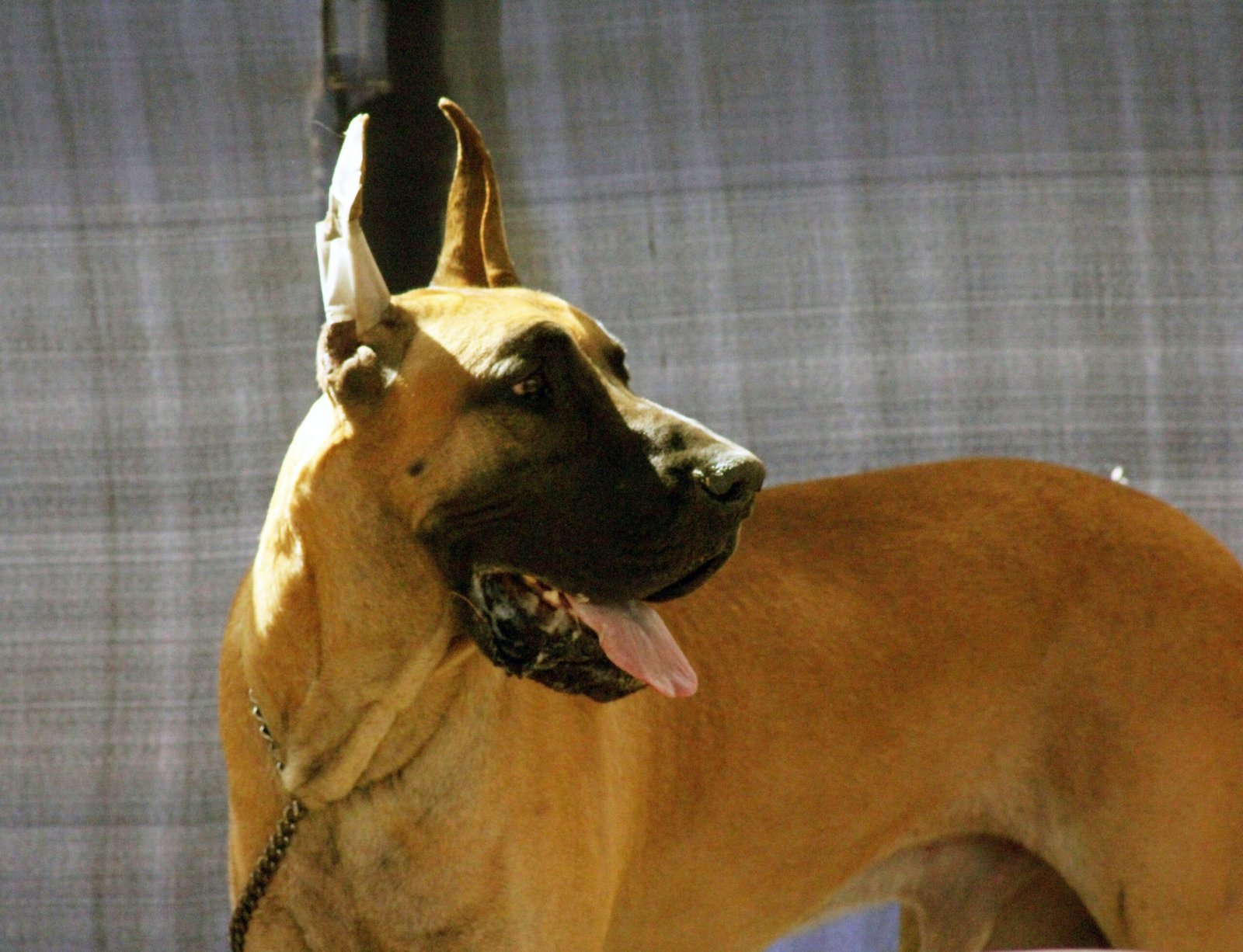 Great Dane: The Gentle Giant (image credits: wikimedia)