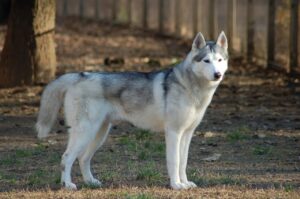 25 Dog Breeds and Their Fascinating Historical Origins