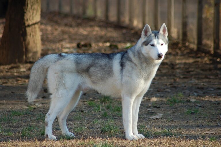 25 Dog Breeds and Their Fascinating Historical Origins