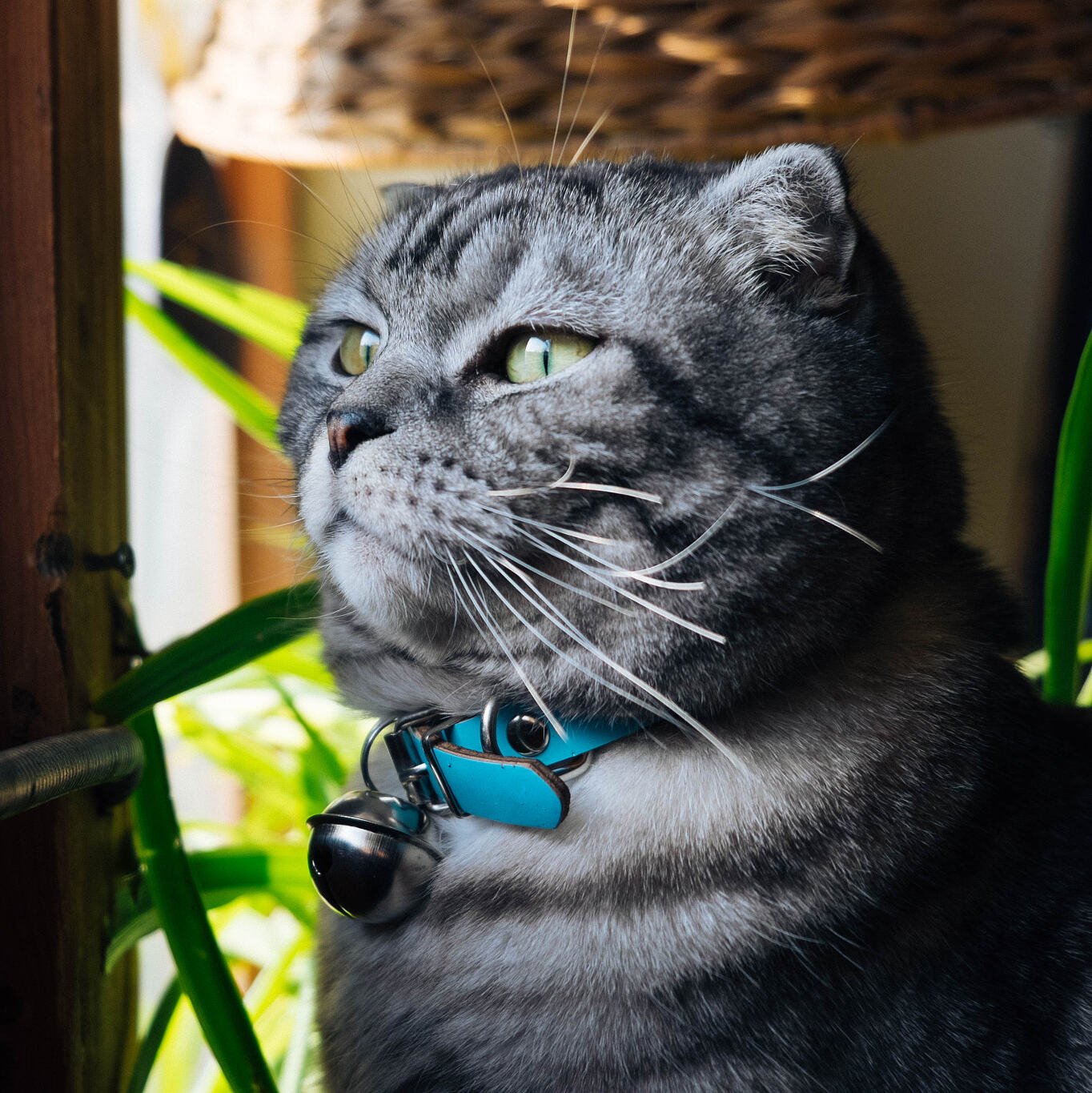 Scottish Fold: The Clever Observer (image credits: wikimedia)