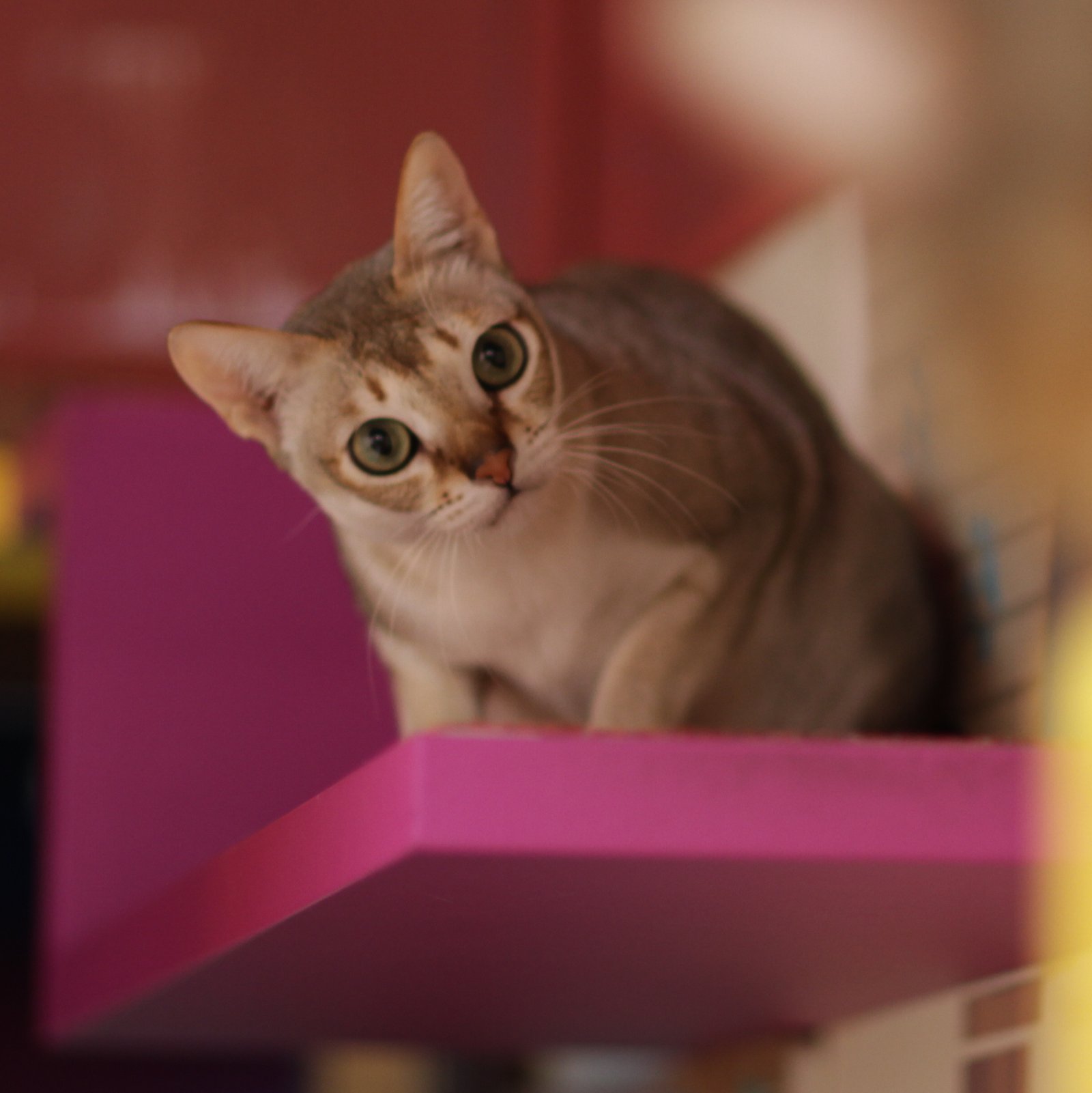 Singapura: The Tiny Dynamo (image credits: wikimedia)