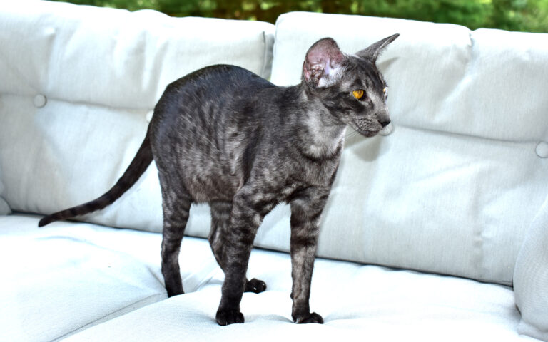 8 Cat Breeds That Need Lots of Mental Stimulation