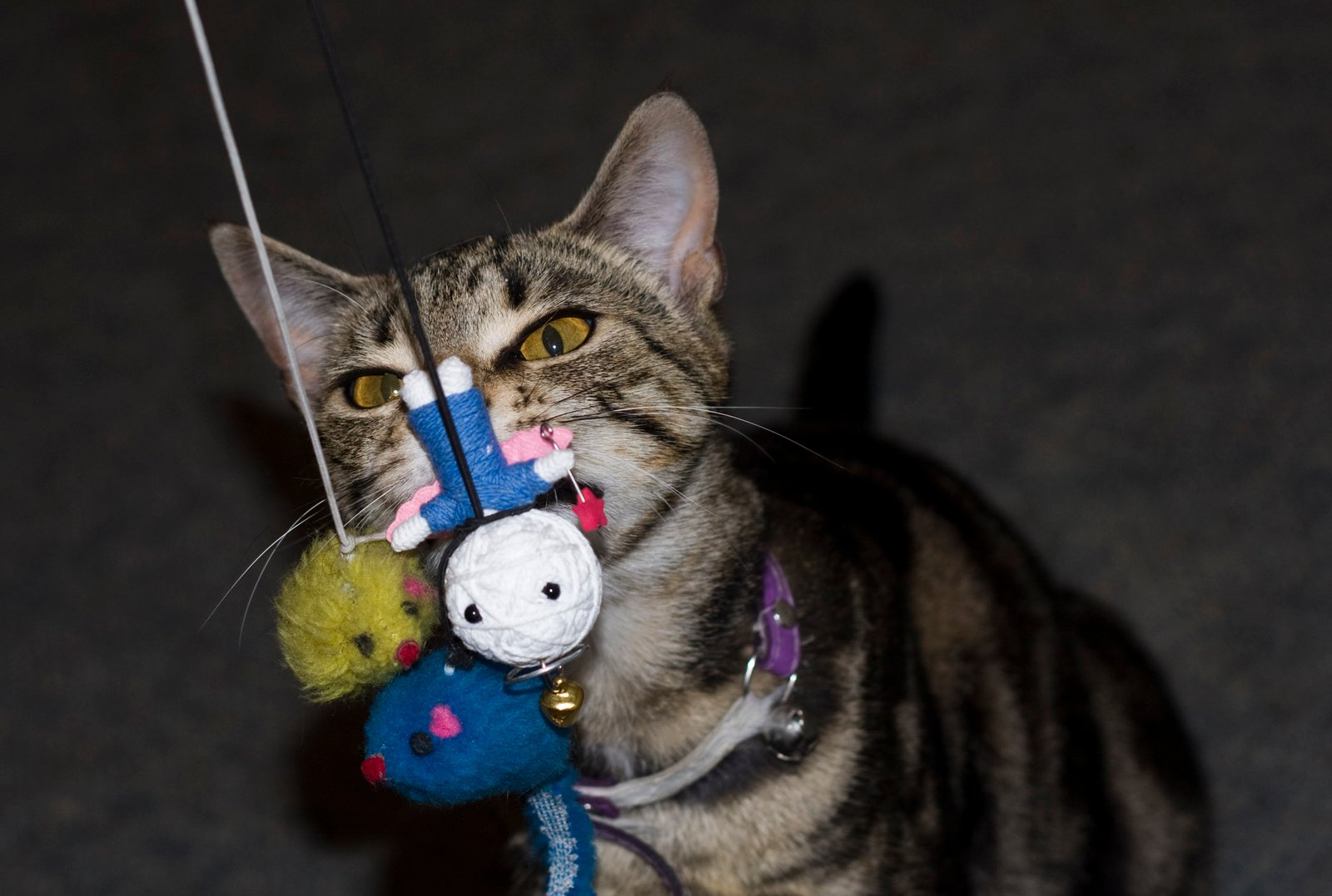Offer a Variety of Enrichment Activities (image credits: wikimedia)