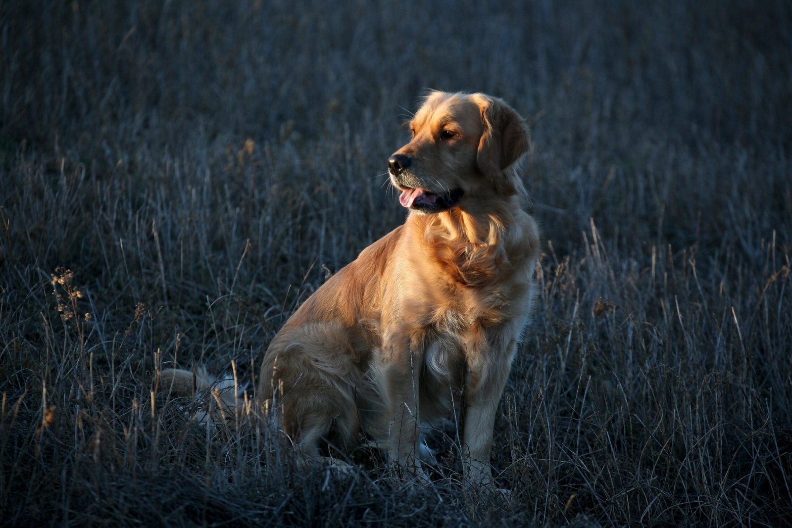 Golden Retriever: Adventure’s Loyal Sidekick (image credits: wikimedia)