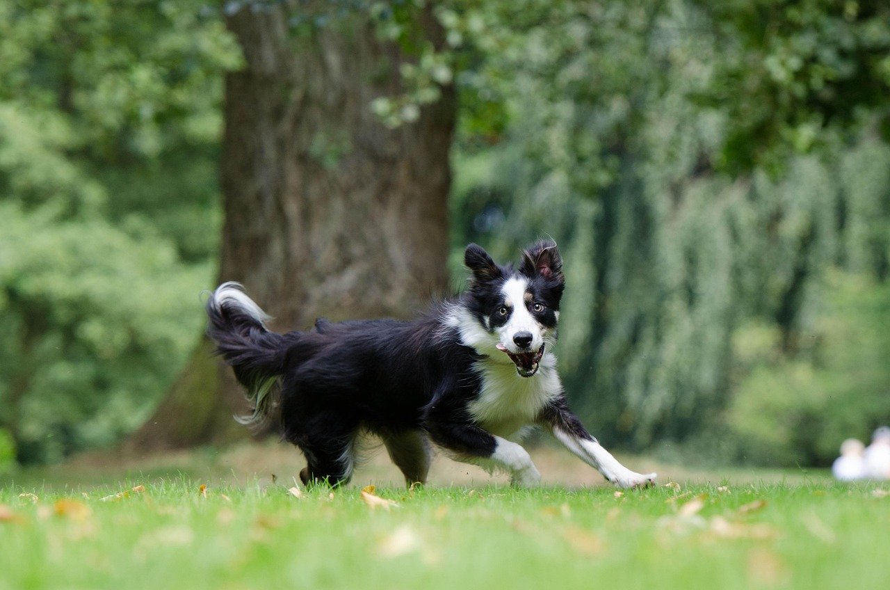 Border Collie: Always Ready for a New Adventure (image credits: pixabay)
