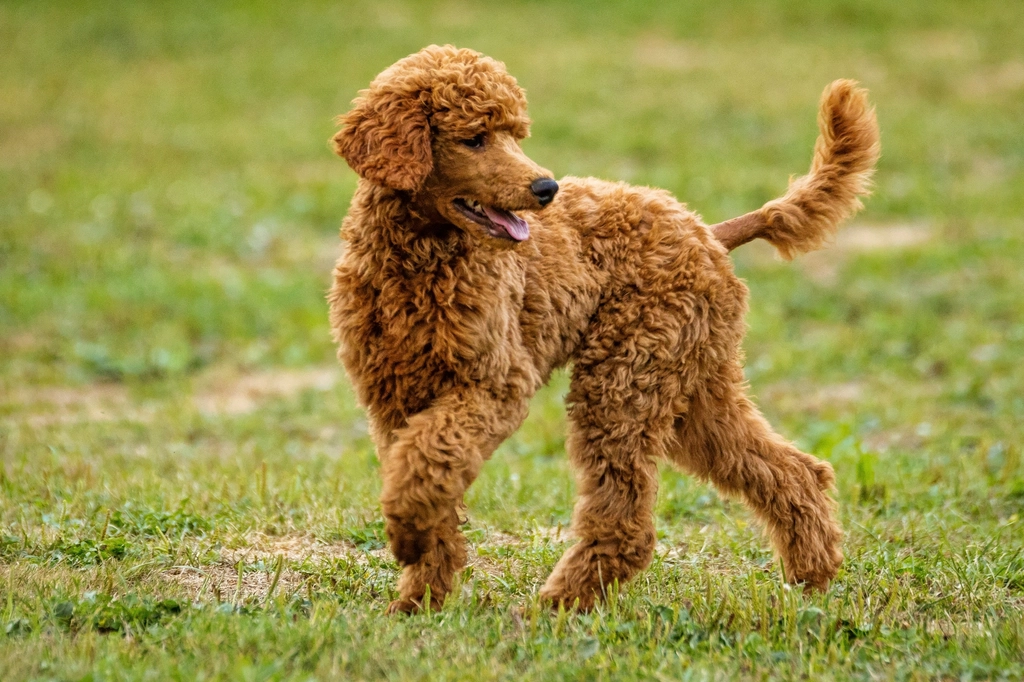 Poodle: The Adaptable Globetrotter (image credits: rawpixel)
