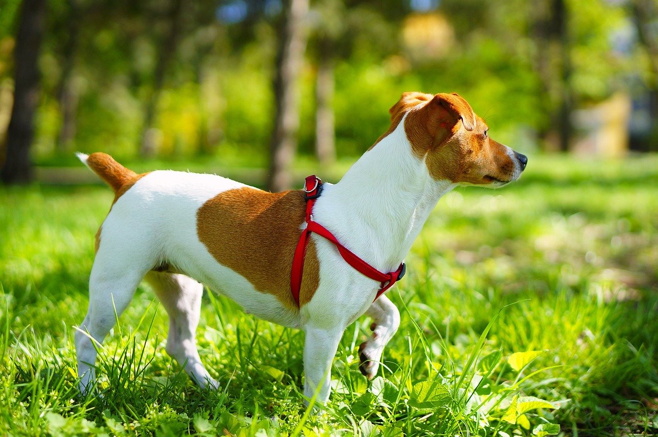 Jack Russell Terrier: The Little Dynamo (image credits: pixabay)
