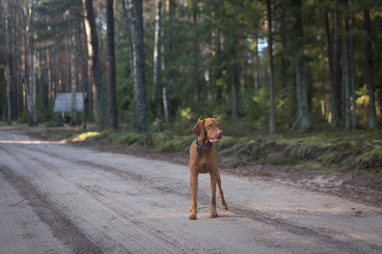 Vizsla: The Velcro Travel Companion (image credits: pixabay)