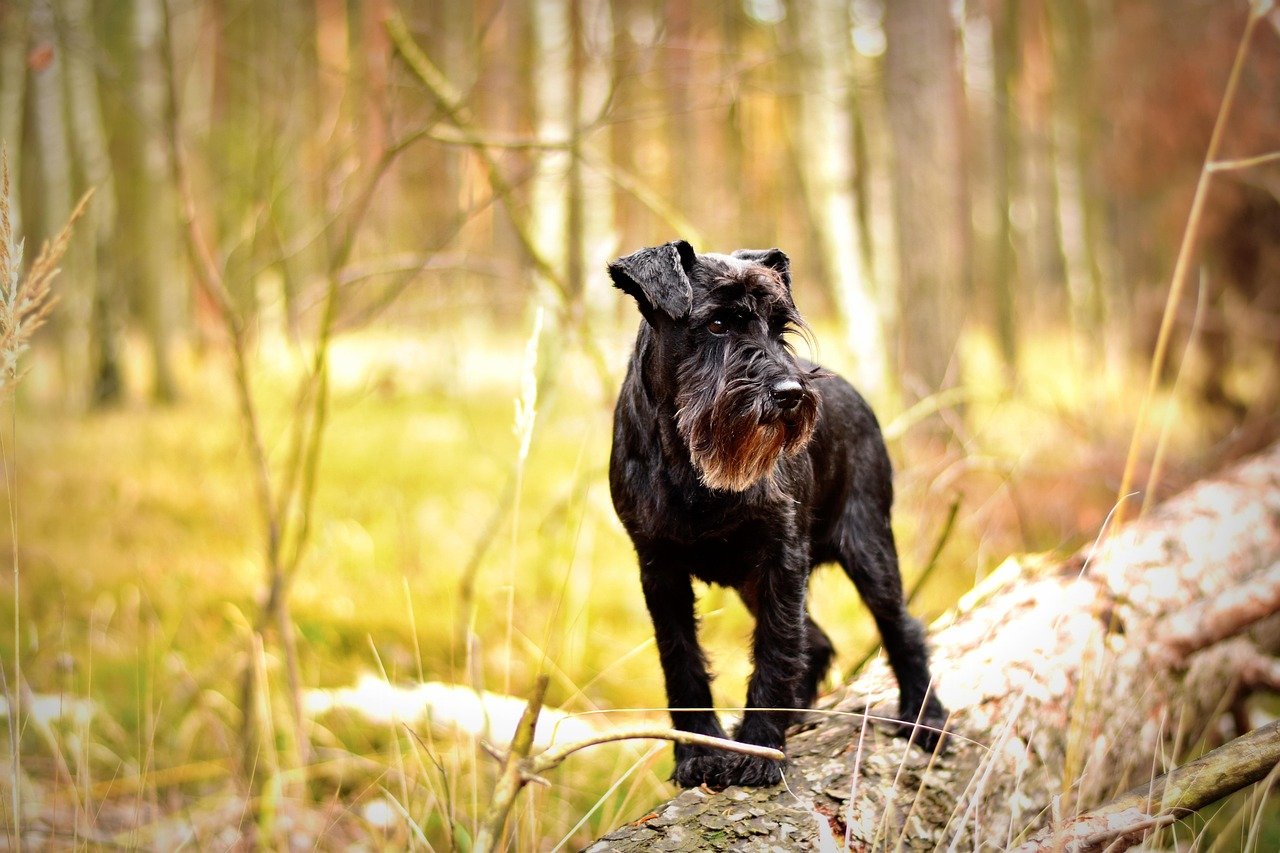 Miniature Schnauzer: The Fearless Explorer (image credits: pixabay)