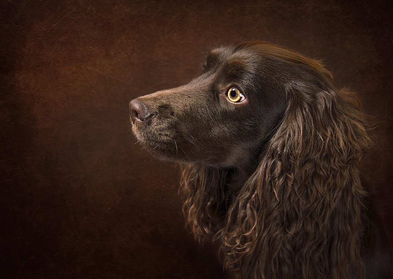 American Water Spaniel (image credits: pixabay)