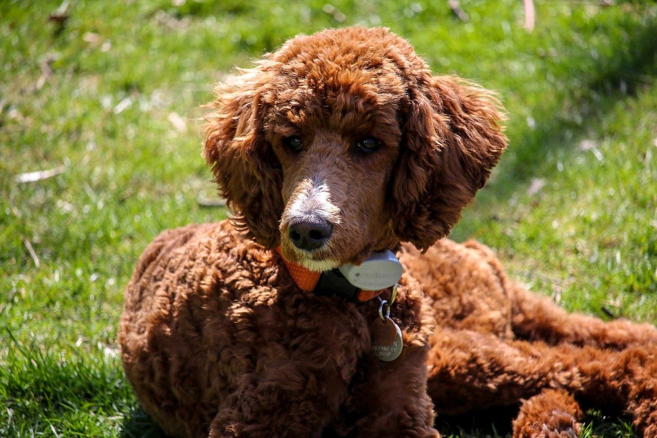 Standard Poodle (image credits: pixabay)