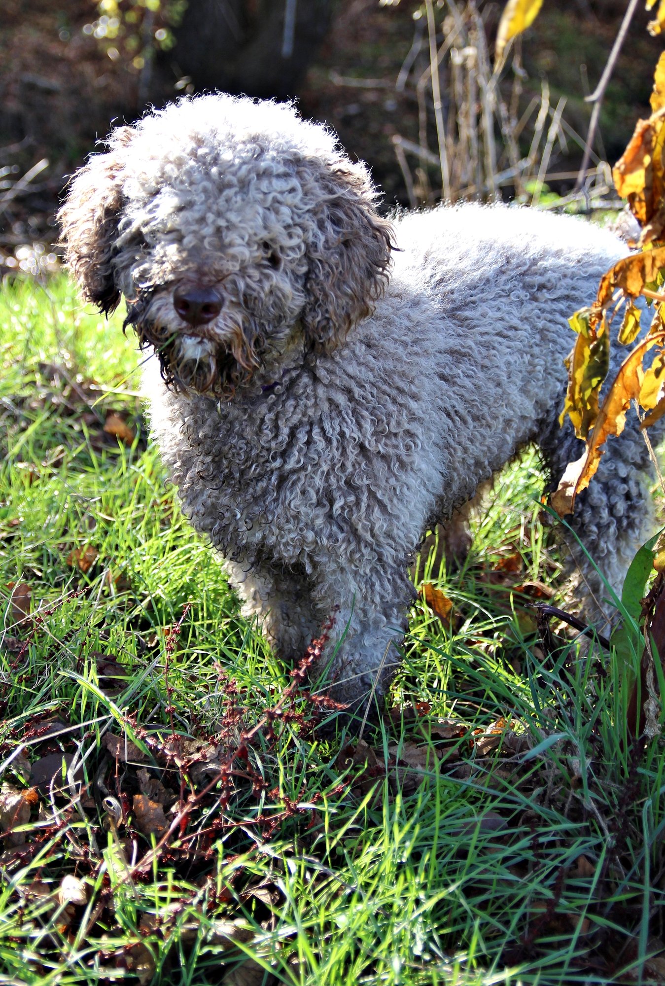 Spanish Water Dog (image credits: wikimedia)