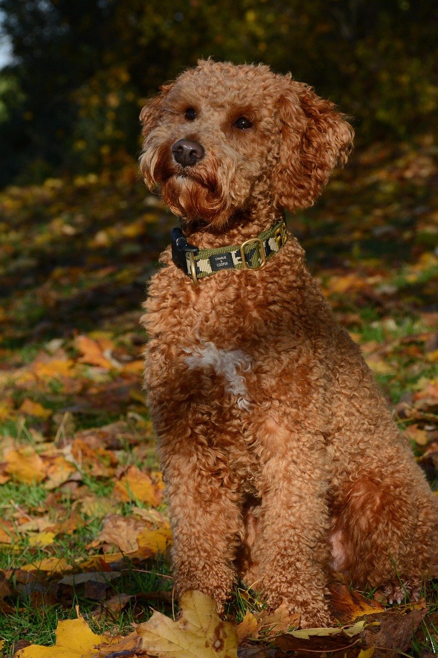 Lagotto Romagnolo (image credits: pixabay)