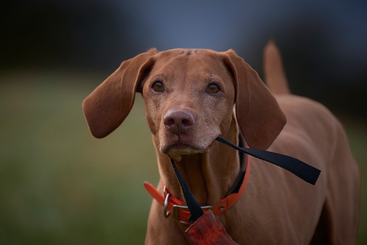 Vizsla (image credits: pixabay)