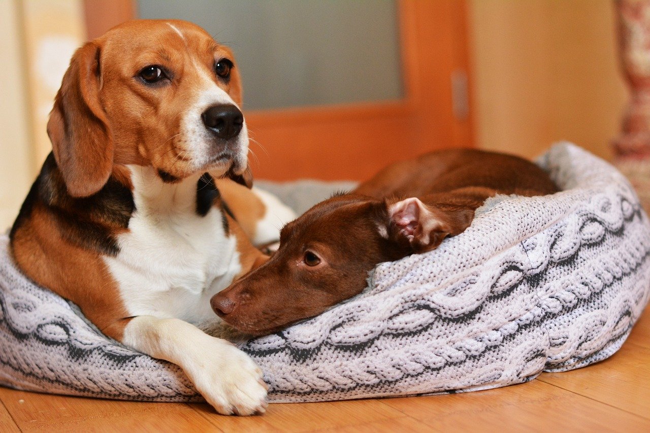 Beagle: The Howler (image credits: pixabay)