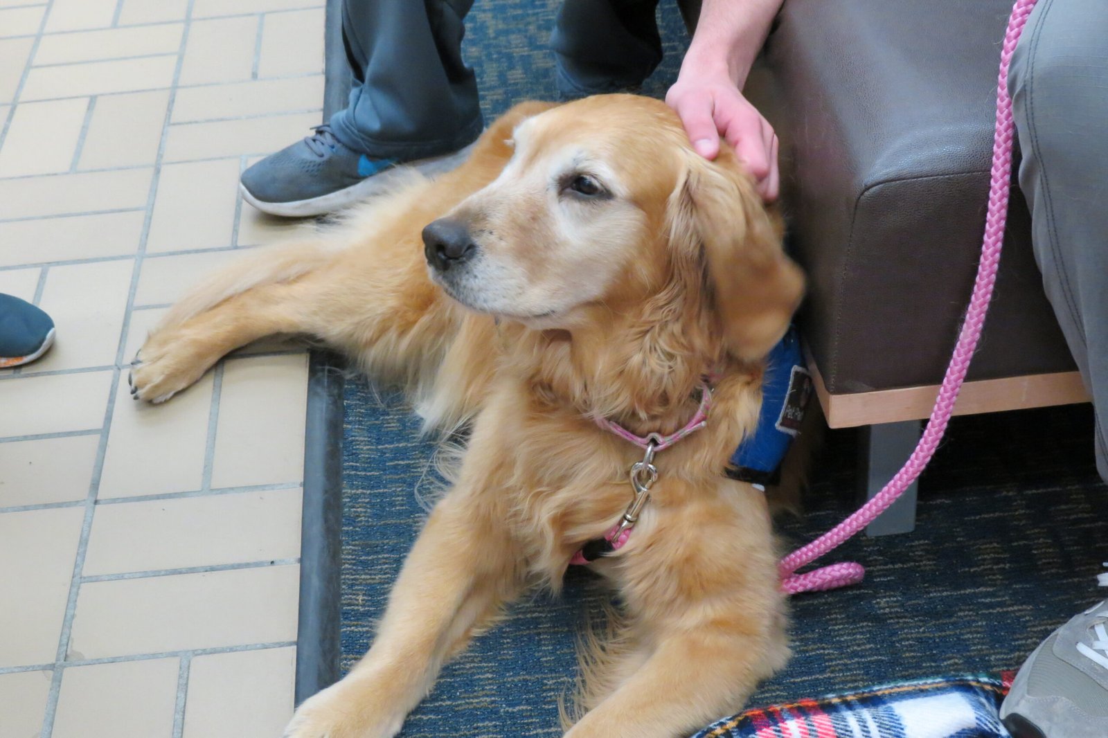 Golden Retriever: The Comfort Seeker (image credits: wikimedia)