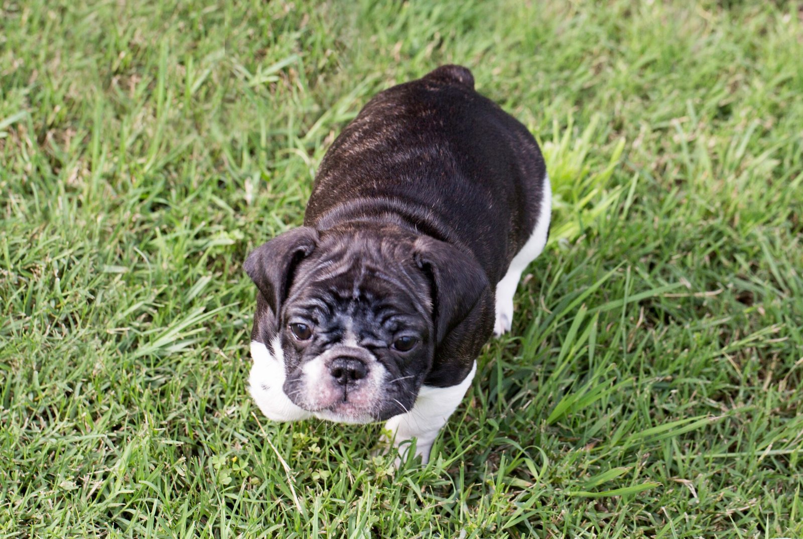 French Bulldog: The Attention Magnet (image credits: wikimedia)