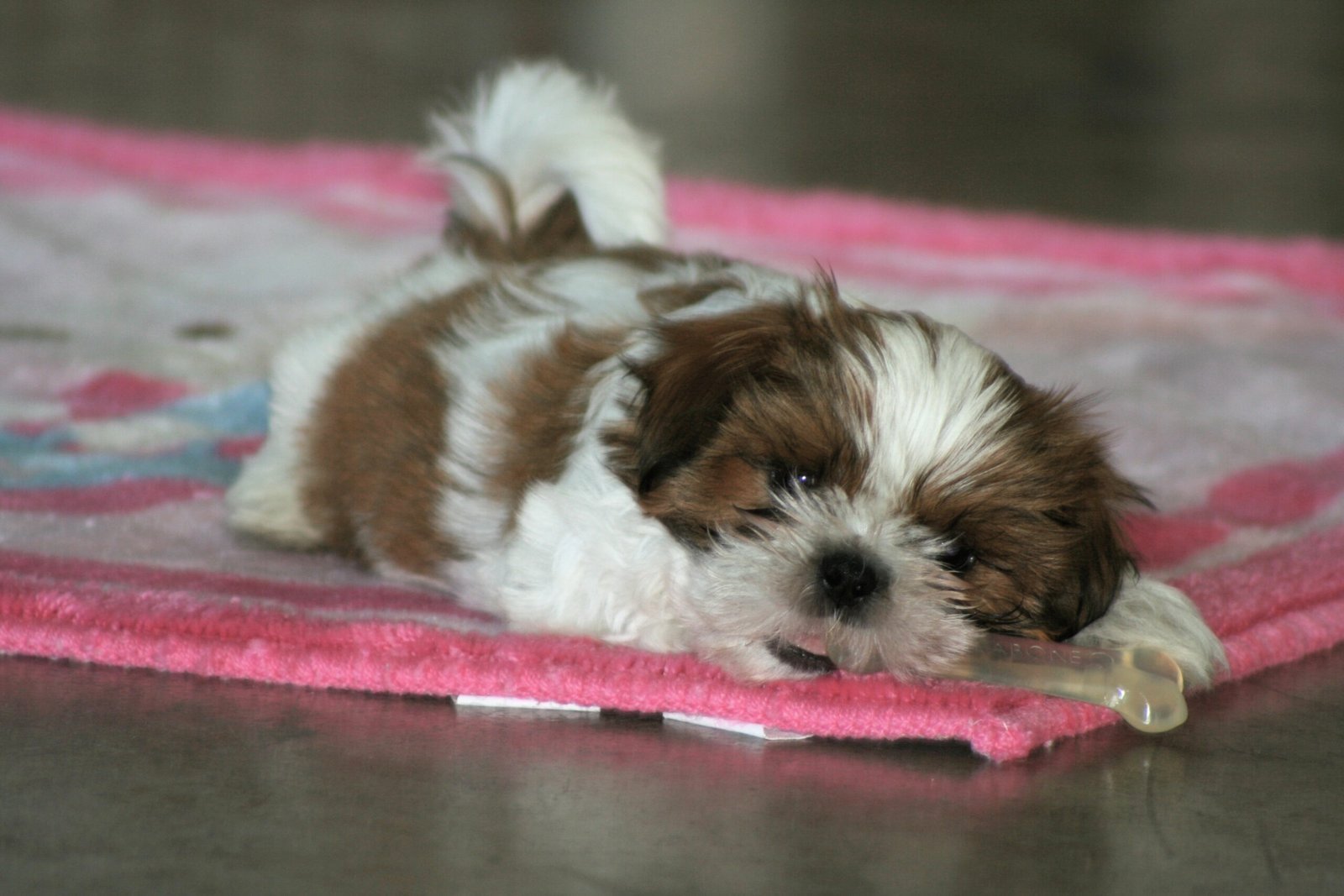 Shih Tzu: The Velcro Pup (image credits: wikimedia)