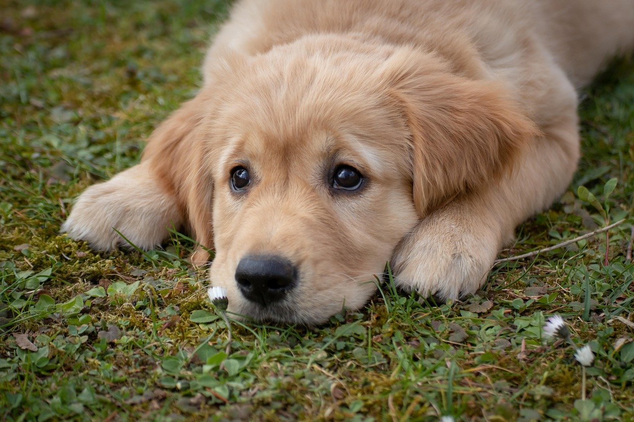 Golden Retriever (image credits: pixabay)
