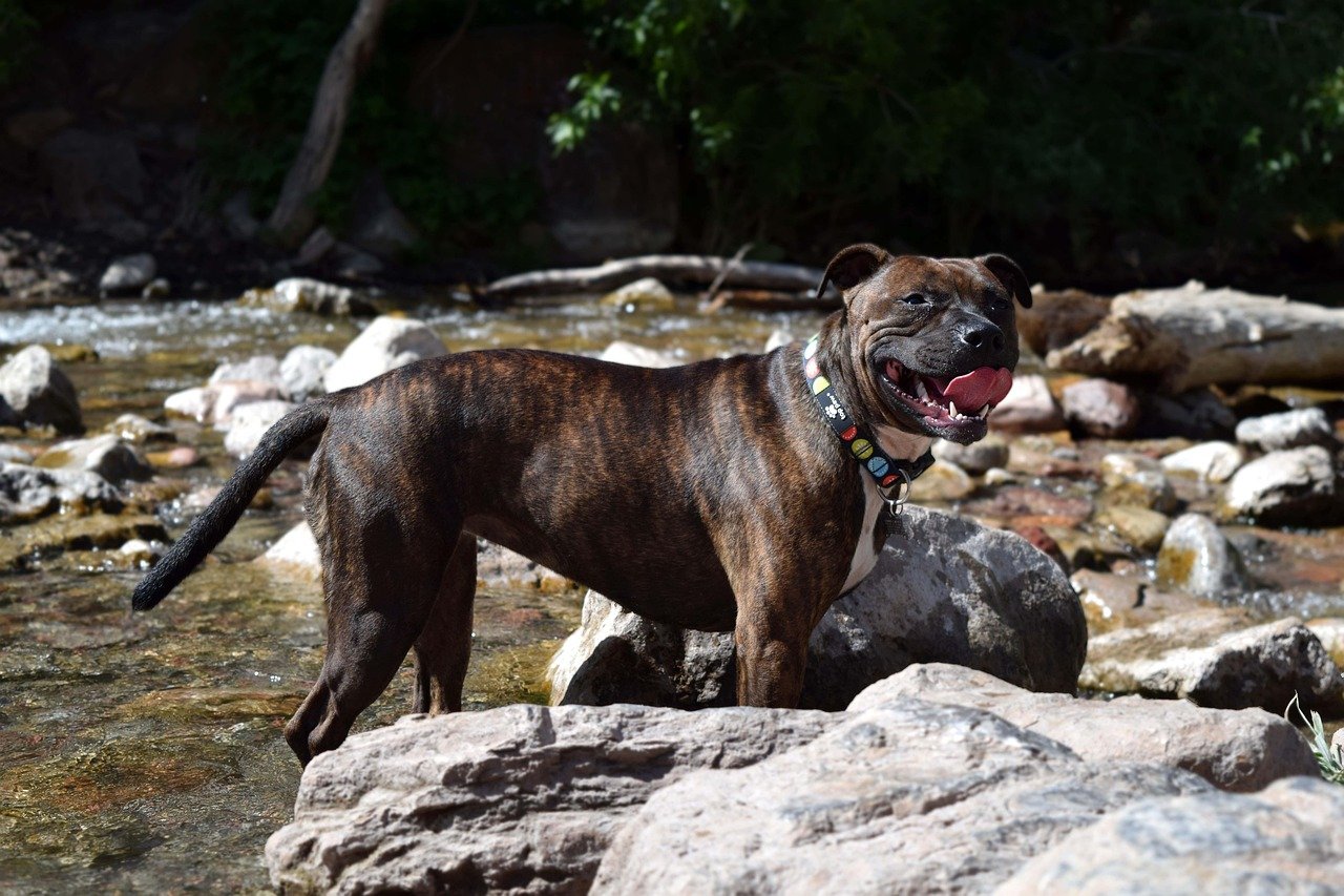 Staffordshire Bull Terrier (image credits: pixabay)