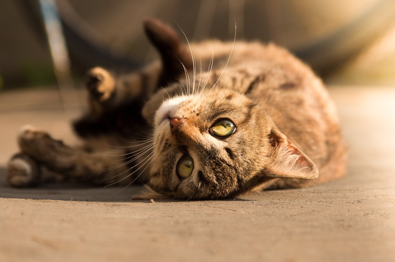 1. Flopping Over and Showing Their Belly (image credits: wikimedia)