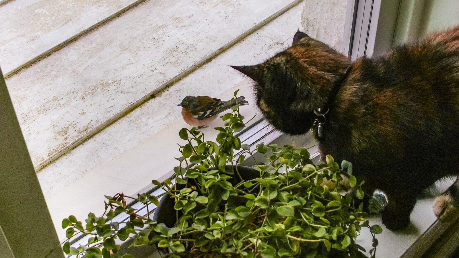 5. Chattering at Birds Through the Window (image credits: wikimedia)