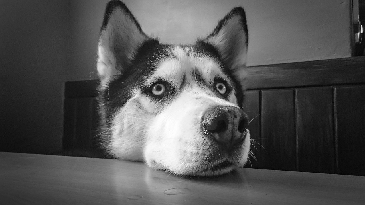 Siberian Husky (image credits: pixabay)