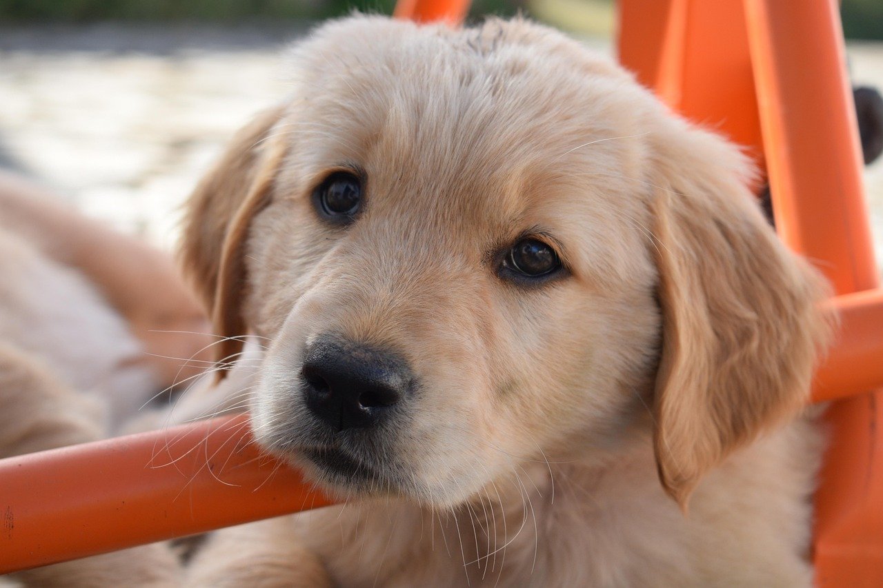 Golden Retriever (image credits: pixabay)