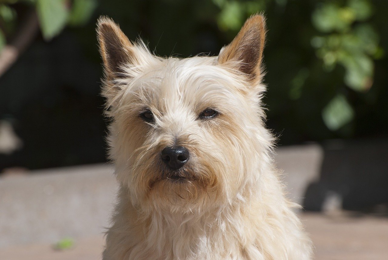 Cairn Terrier (image credits: pixabay)
