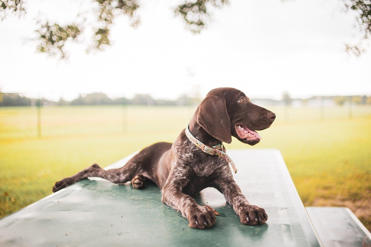 German Shorthaired Pointer (image credits: pixabay)