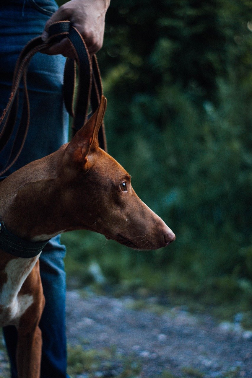 Pharaoh Hound: Regal and Ready for the Sun (image credits: pixabay)