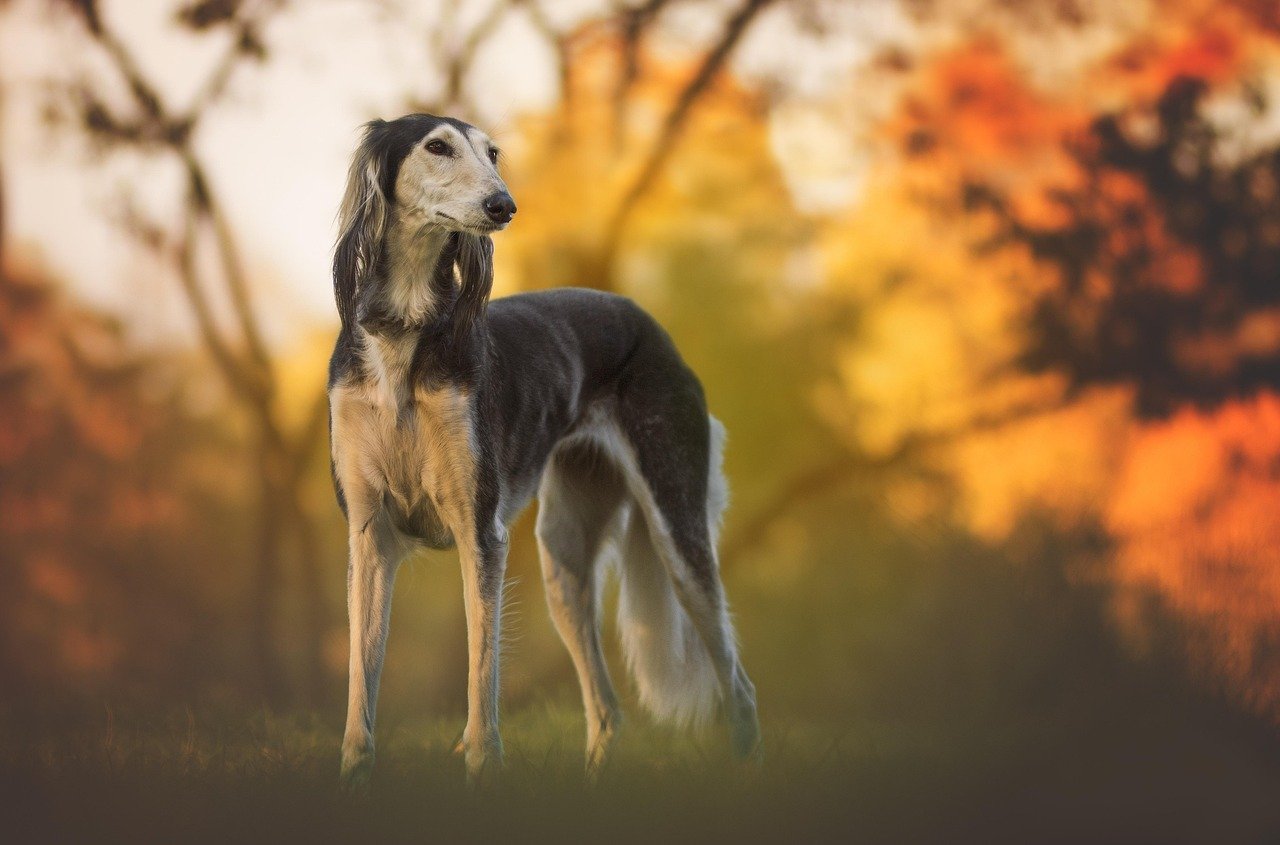 Saluki: The Desert Aristocrat (image credits: pixabay)