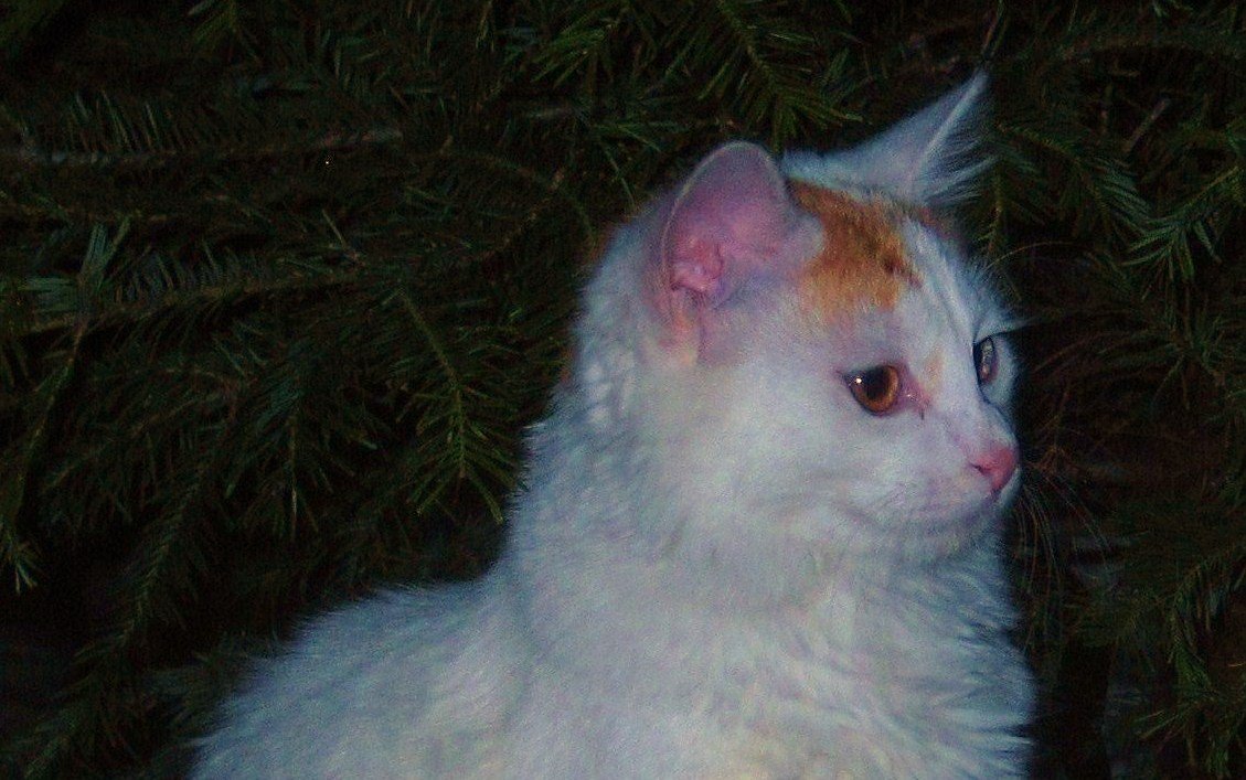 Turkish Van: The Solitary Swimmer (image credits: wikimedia)