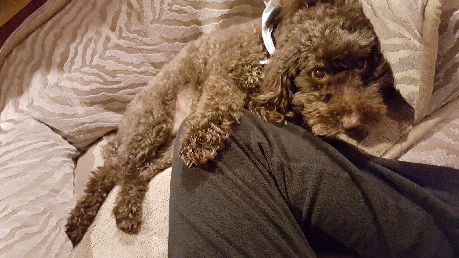 Poodle: Clever and Clingy (image credits: wikimedia)