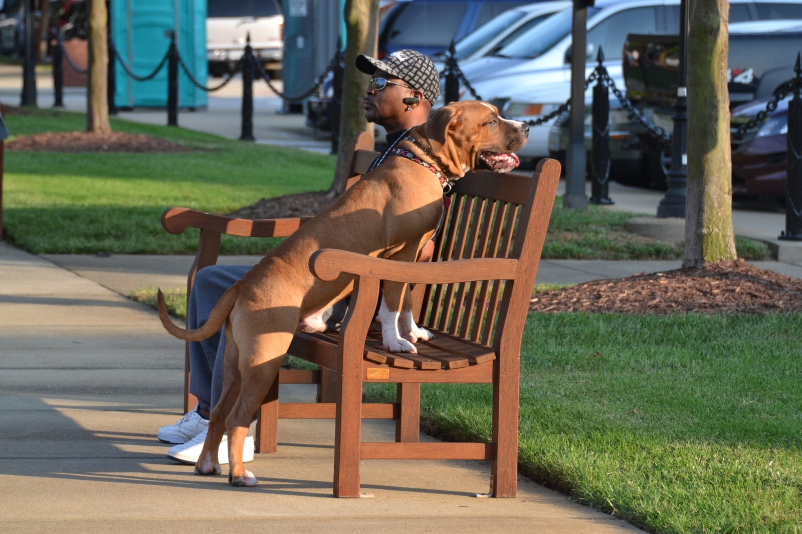 Boxer: The Playful Protector (image credits: wikimedia)