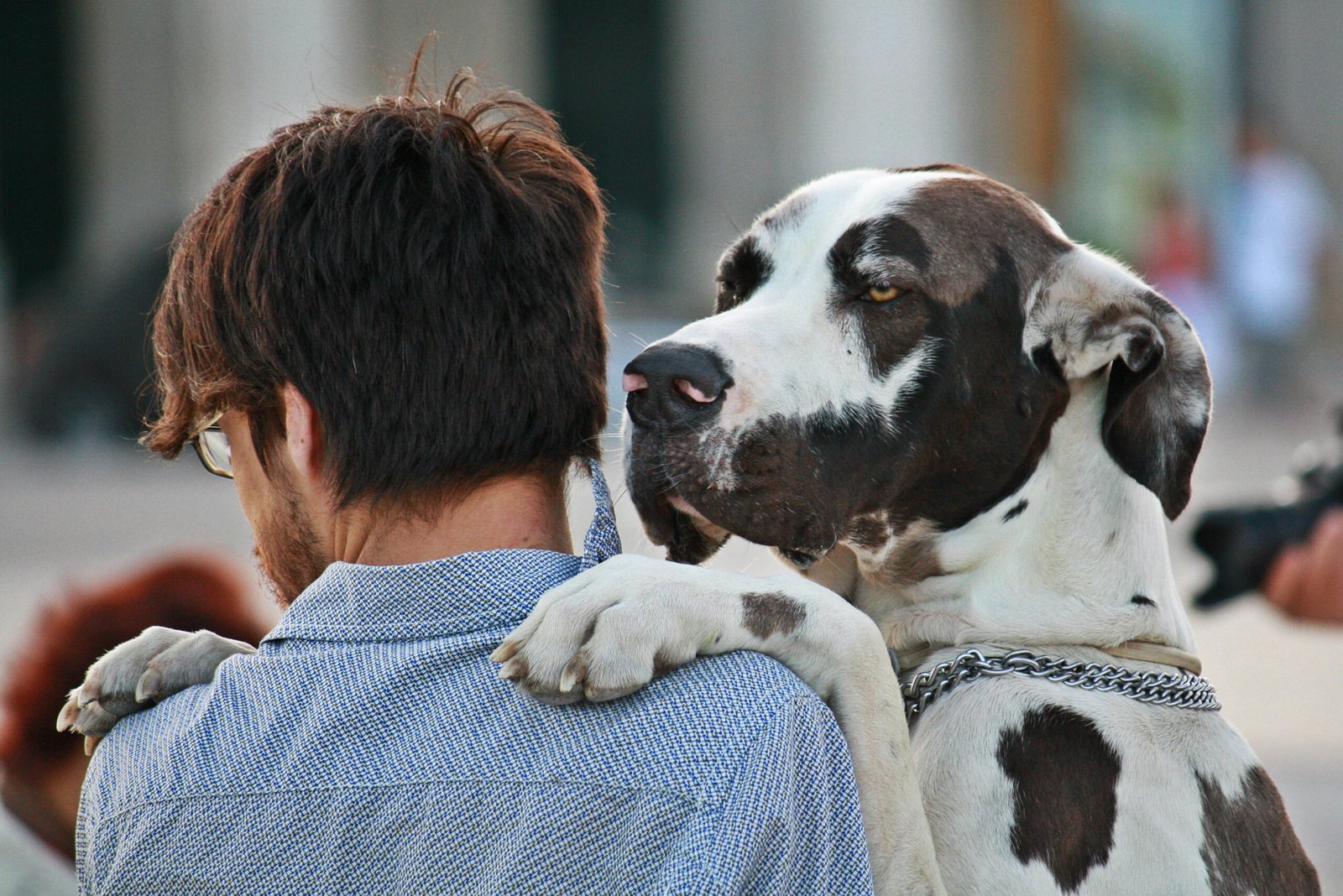 10 Signs Your Dog Prefers Other Dogs to Humans (And 10 Breeds That Love People More)